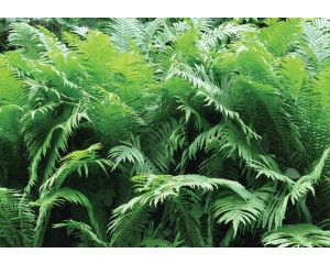 Groene varens in de jungle, natuur en planten fotobehang voor een weelderige groene sfeer.