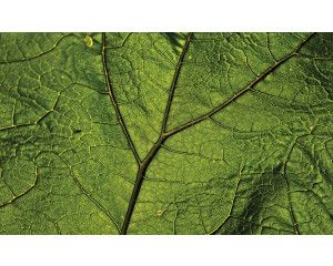 Groen blad fotobehang met natuurlijke accenten voor een frisse sfeer.