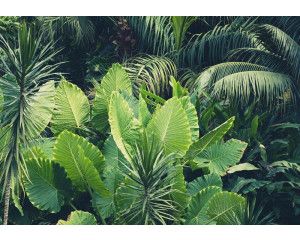 Groene bladeren en jungleplanten domineren dit fotobehang, met een weelderige en natuurlijke uitstraling.