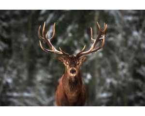 Fotobehang van een groot hert met een indrukwekkend gewei, dat in een bos staat omgeven door bomen.