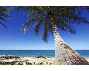 Fotobehang van een grote palmboom die over de zee buigt, met een tropische strandomgeving op de achtergrond.