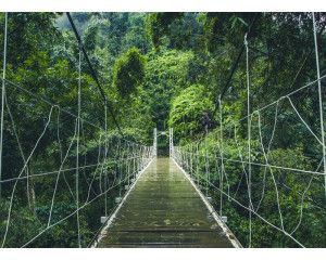 Fotobehang van een hangbrug die door een dichte jungle en regenwoud slingert, omgeven door weelderige natuur.