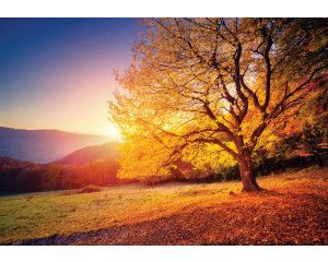 Fotobehang van een herfstlandschap met bomen en bladeren, warme kleuren.