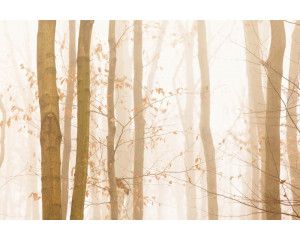 Fotobehang van een herfstbos in de mist, waarin bomen hun kleurrijke bladeren tonen en de mist het bos bedekt.