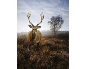 Fotobehang van een hert in een mistige weide, natuur en landschap.