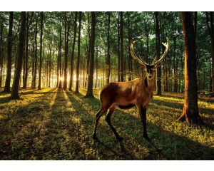 Fotobehang van een hert in een zonnig bos met bomen en dieren.