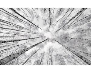 Hoge bomen in een boslandschap, perfect voor een rustgevende sfeer.