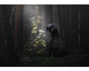 Fotobehang van een hond in het bos, omringd door bomen en natuur.