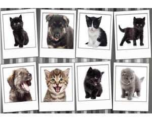 Fotobehang met een collage van honden en katten, met kittens en puppies in speelse houdingen.