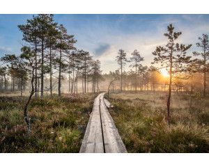 Fotobehang van een zonsondergang in het bos, met een houten pad dat door de bomen leidt en de lucht die prachtig kleurt.