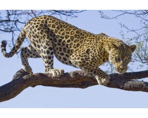 Fotobehang van een jaguar, luipaard en cheeta, gedetailleerd weergegeven in natuurlijke tinten.