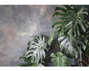 Jungle bladeren tegen een betonnen muur op dit fotobehang, met een mix van botanische en industriële elementen.