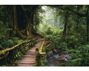 Fotobehang jungle brug door het regenwoud met houten brug, hoge bomen en een stromend beekje.