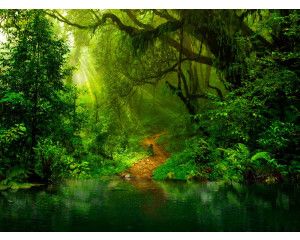 Een betoverend fotobehang van jungleplanten en tropische bloemen, omringd door de natuur en een tropisch meer.