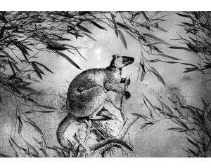 Zwart-wit afbeelding van een kangoeroe op fotobehang, perfect voor een minimalistisch en elegant interieur.