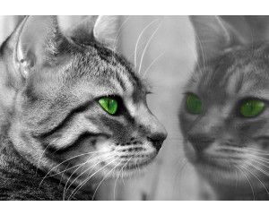 Fotobehang van een kat die zichzelf voor een spiegel bekijkt, met een speelse en nieuwsgierige uitstraling.