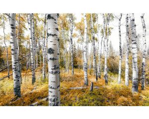 Kleurrijk bos bomen fotobehang, met een levendige herfstweergave.