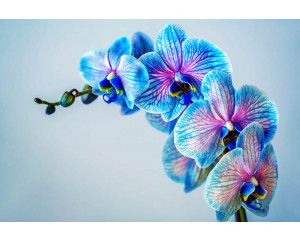 Kleurrijke orchideeën in volle bloei, sfeervol afgebeeld op een gedetailleerd fotobehang.