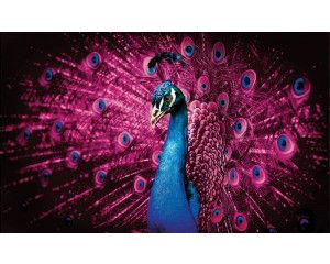 Fotobehang van een kleurrijke pauw met paarse en roze veren, in een artistieke compositie.