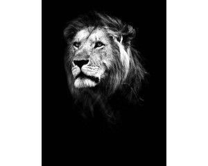 Leeuw in een verticaal zwart-wit ontwerp, met sterke contrasten die de kracht van het dier naar voren brengen op dit fotobehang.