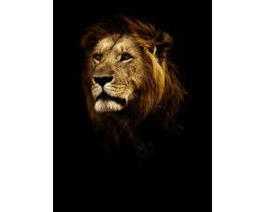 Verticaal fotobehang van een leeuw met een zwarte achtergrond, wat zijn imposante aanwezigheid benadrukt.