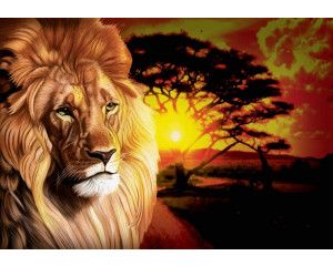 Fotobehang van een leeuw bij zonsondergang in Afrikaans landschap.