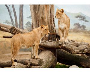 Fotobehang van leeuwinnen in een Afrikaanse natuurlijke setting, wilde dieren.