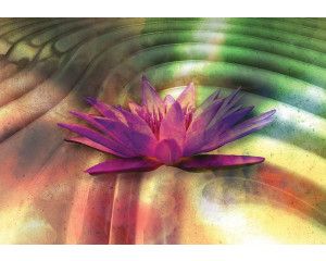 Lelie bloemen fotobehang, 3D-effect met zachte kleuren en texturen.