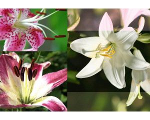 Lelies en bloemen in een abstract ontwerp, perfect weergegeven in dit kleurrijke fotobehang.