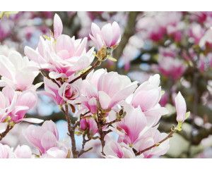 Fotobehang van lentebloemen en appelbloesem, fris en natuurlijk.