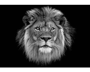 Close-up van een krachtige leeuw in zijn natuurlijke habitat, fotobehang dat kracht en majestueuze natuur symboliseert.