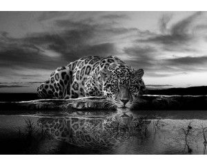 Fotobehang met luipaard en cheetah in zwart-wit, krachtig en gedetailleerd.