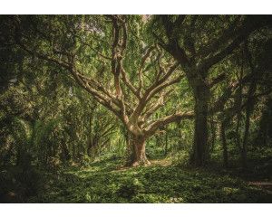 Fotobehang van een magische boom in een bos, met een sprookjesachtige sfeer.
