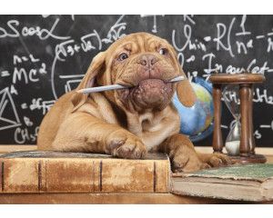 Fotobehang met een meesterhond uit de dolle beestenboel collectie, leraar voor een klas vol kinderen.