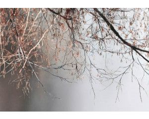 Fotobehang luxe marmer met goud, close-up van witte marmerstructuur met glanzende goudaderen.