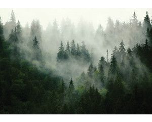 Mistig bos en bomen in een sereen landschap op fotobehang.