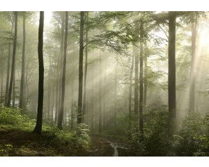 Fotobehang met een mistig bos waarin zonnestralen door de bomen vallen.
