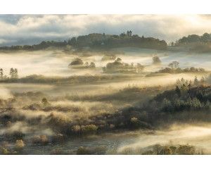 Fotobehang van een mistig boslandschap, met dichte bomen en een serene natuuromgeving.