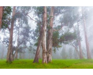 Fotobehang van een mistig boslandschap met dichte bomen en een nevel die over de natuur hangt.