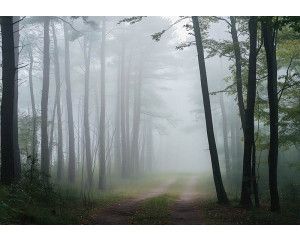 Fotobehang met een rustig bospad omgeven door hoge bomen en ochtendmist die tussen de stammen zweeft.