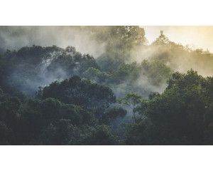 Een mystiek bosparadijs met bomen en dichte natuur, afgebeeld op een rustgevend fotobehang.
