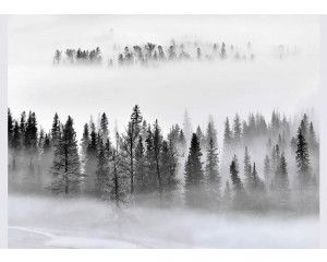 Fotobehang Mistige Ochtend