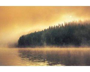Fotobehang van een mysterieus bos aan de rand van een meer, waar dichte mist het landschap bedekt.