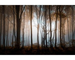 Fotobehang van een mysterieus bos met dichte bomen en een donker, sereen natuurlandschap.