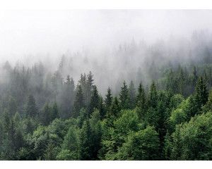 Fotobehang Mysterieus Mistig Bergbos