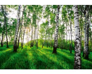Fotobehang van een mystiek berkenbos, met bomen en een mysterieuze sfeer.