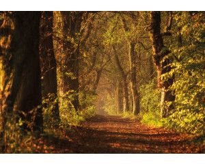 Fotobehang Mystiek Bospad
