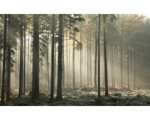 Fotobehang van een mystiek bos, met zonnestralen die door de bomen schijnen en een zachte mist die het woud bedekt.