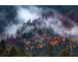 Een nevelige bergoase met mist die het bos en de bergen bedekt, vastgelegd op een natuurgetrouw fotobehang.