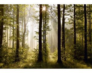 Fotobehang Ochtendbos met Stralende Zonsopkomst